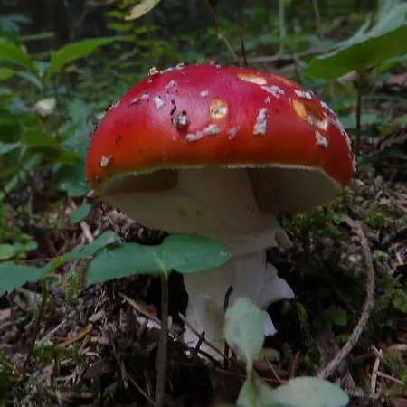 Vendégház Baltazár